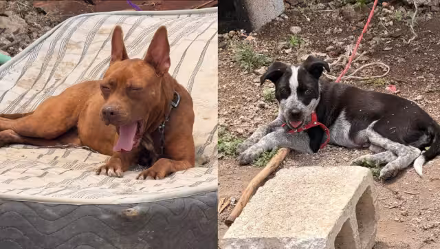 Rescatan a dos perros en condiciones de maltrato en la colonia Lázaro Cárdenas.