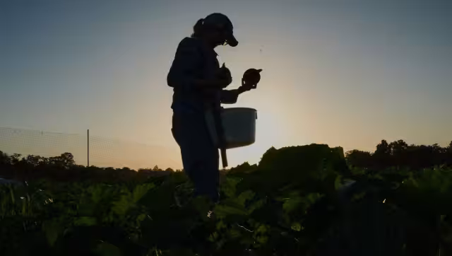 las autoridades estadounidenses mantienen una hipótesis epidemiológica relacionada con lechuga procedente de México