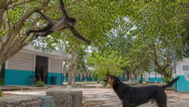 La aparición de monos araña en zonas urbanas de la península de Yucatán ha sido ampliamente documentada