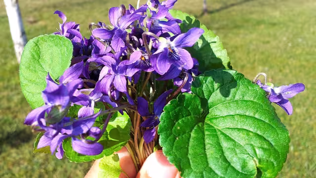 El secreto de regalar flores moradas está en una canción de los años 70