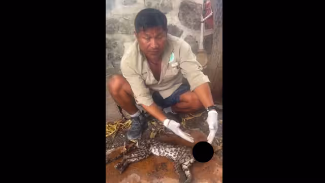 El ejemplar de tigrillo fue atropellado esta tarde