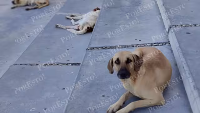 Zoonosis: aumentan riesgos viales y de salud por fauna urbana en Campeche