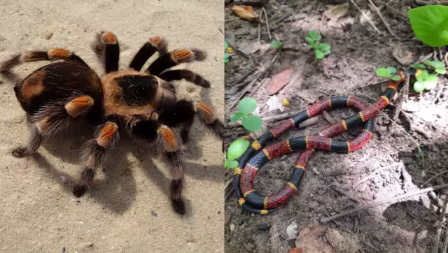 Hay insectos y serpientes venonosas en Yucatán