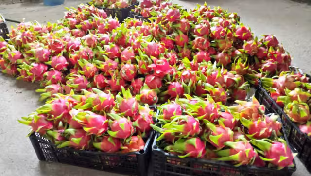 Se integraron para eliminar intermediarios y que los productores tengan mejores ingresos