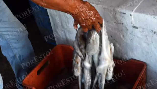 Se capturaron 6 mil 354 toneladas hasta el 10 de diciembre, en cinco municipios costeros.