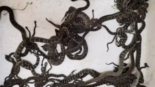 Las boas fueron reubicadas en otro sitio lejos de la población