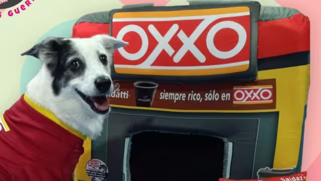 Este diseño es uno de muchos de camas para perros