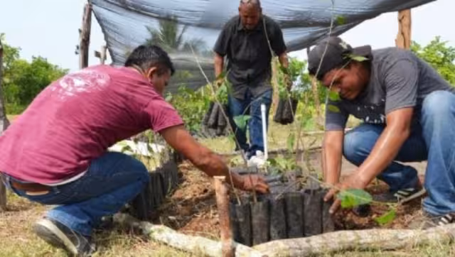 El tikln muk es una tradición maya que permite aprovechar las primeras lluvias de mayo