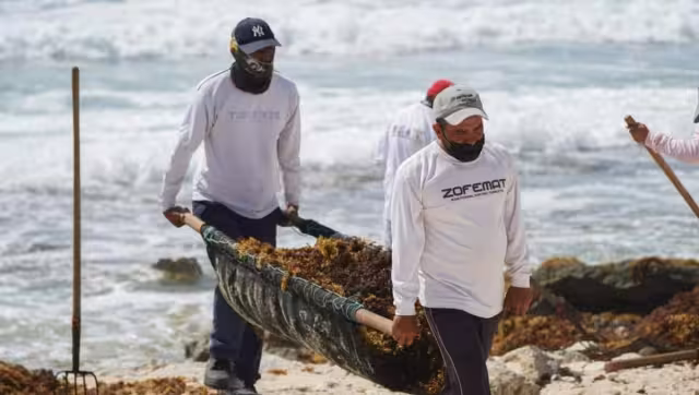 Los brigadistas de la Zofemat también acuden a playas con mayor cantidad del vegetal, como Chen Río, San Martín y Bonita