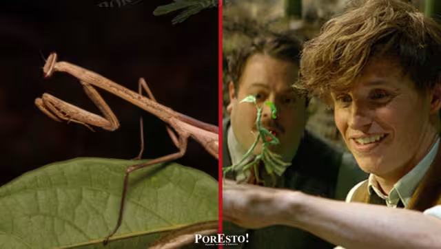 Campeche y sus criaturas fantásticas: conoce la mantis tropical