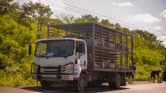 Ambos casos también están dentro de la zona planicie baja de Yucatán, a escasos 24 kilómetros de la capital yucateca