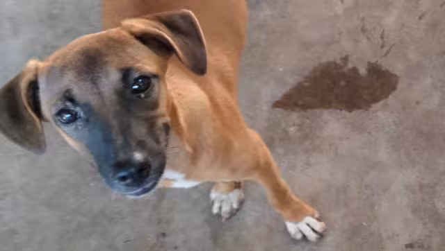 Los pobladores del municipio han puesto tres denuncias por el maltrato animal y si es necesario pondrán la cuarta