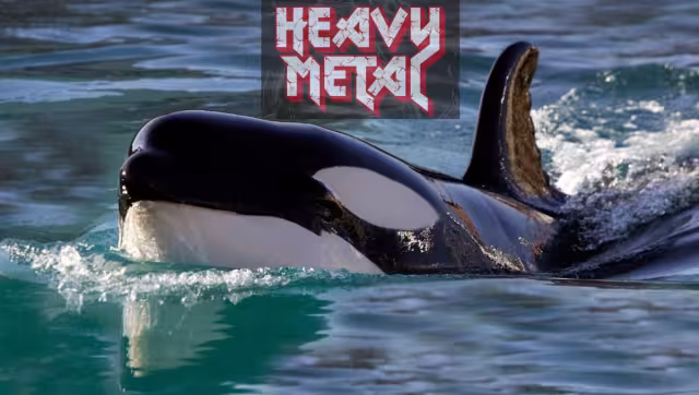 Las orcas reaccionaron de manera agresiva, Foto: Especial