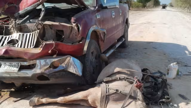 El animal murió y la guiadora fue trasladada al hospital