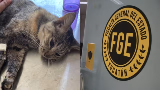 La joven pide justicia por lo ocurrido a su mascota en Mérida