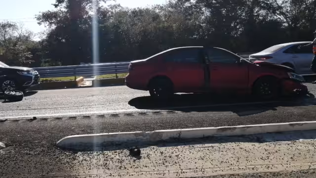 Los vecinos siempre ven al animalito deambulando por ahí