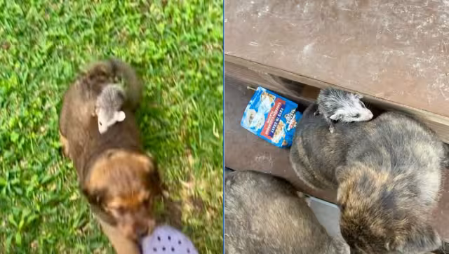 Pequeño tlacuache toma a perrito como su madre y se hace viral: VIDEO