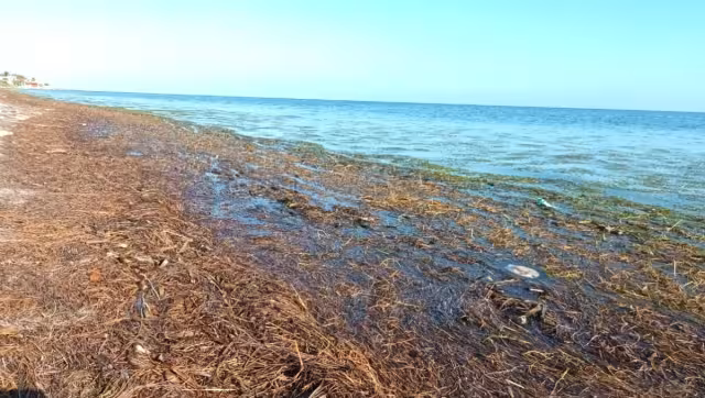 Pobladores temen que presencia de sargazo aleje a los turistas