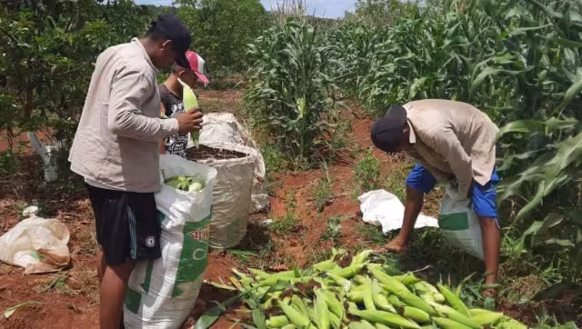 En la Unión Americana hay cerca de 160 mil yucatecos, lo que representa el 18 por ciento de la población del Estado