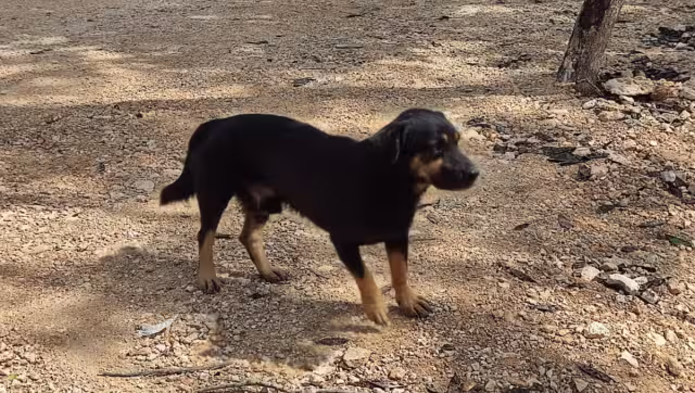 Los vecinos están obligados a resguardar sus bolsas de basura para evitar que los canes las rieguen en la vía pública.