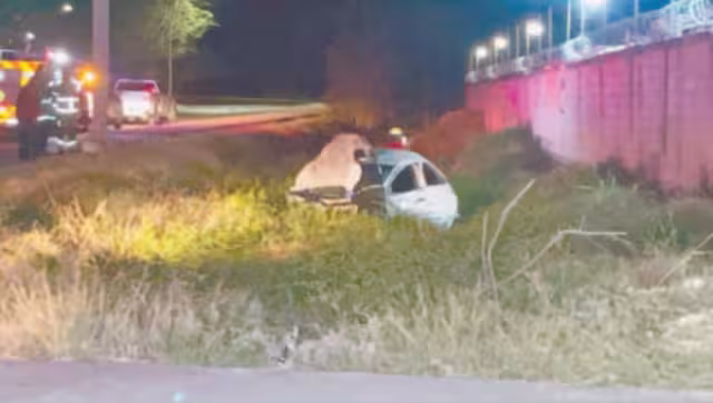 La causa de muerte fue traumatismo torácico y traumatismo craneoencefálico