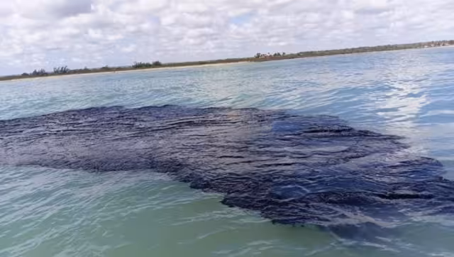 El derrame ya ha provocado la muerte de diversas especies marinas