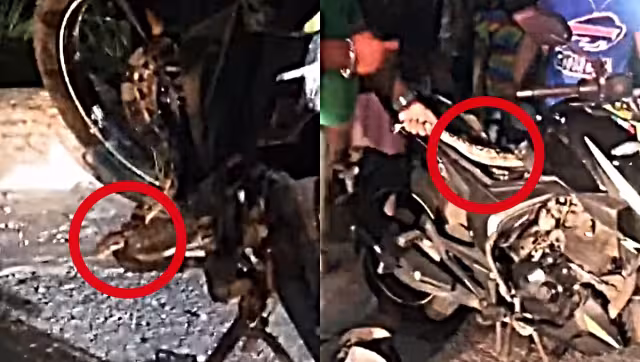 La boa se encontraba escondida en el interior de una motocicleta en Progreso