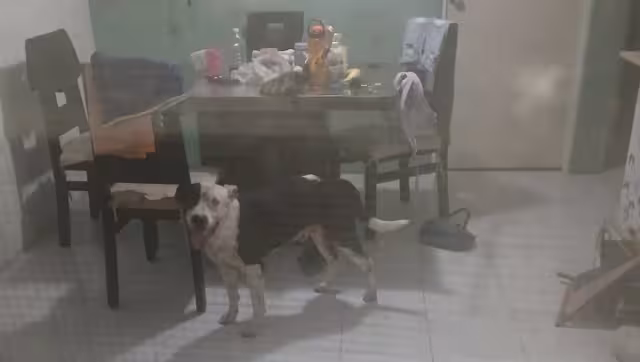 Perro de raza pitbull ingresa a vivienda en Vistana y ataca a otro can.