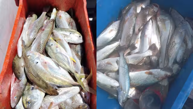 Pescadores defienden captura sustentable de corvina: “No daña ninguna especie”
