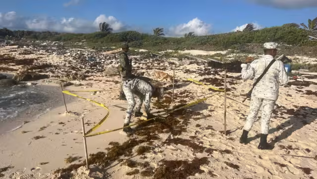 Así encontraron la marihuana en Cozumel
