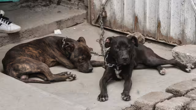 Señaló que todos los días se han acrecentado los casos de maltrato, que es triste y desesperante