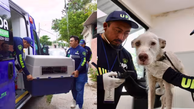 La UMABA instó a la ciudadanía a denunciar los casos de maltrato animal