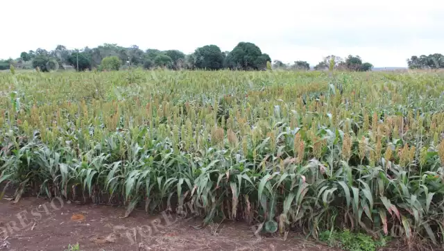 La producción podría alcanzar hasta 135 mil toneladas, con rendimientos de 2 a 3 toneladas por hectárea.
