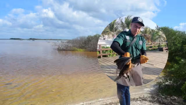 La Policía Ecológica liberó al ave en una zona de Chicxulub Puerto