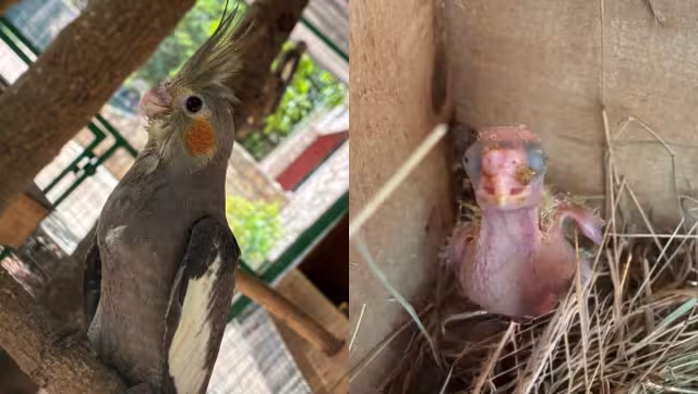 La Reina de Tizimín presume nacimientos que fortalecen la conservación animal