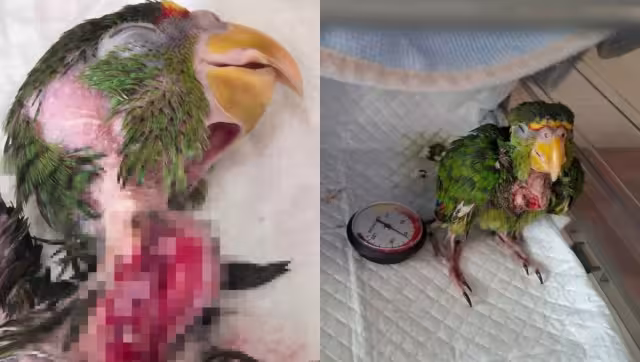 Le dieron atole hirviendo a un loro y lo dejaron al borde de la muerte