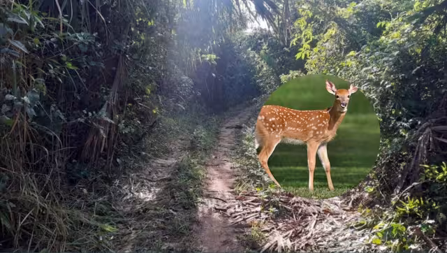 Una persona puede pasar de uno a nueve años en la cárcel por la caza de animales silvestres