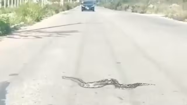 Enorme Boa sorprende a los habitantes de Mérida al cruzar la calle