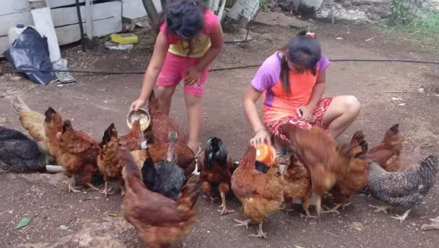 Las familias prefieren consumirlas las aves , en lugar de darlas a la venta