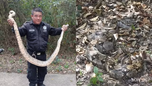 La boa fue liberada lejos de las viviendas para que continúe su camino