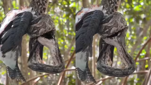 La boa no es una serpiente venenosa