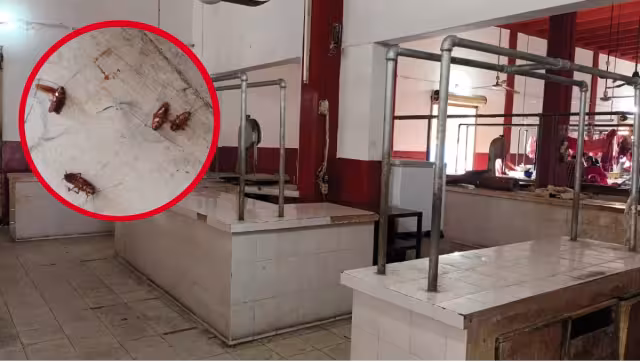 Otro vendedor afirmó que durante las noches cuando realiza sus rondines ha observado que los bichos permanecen en el piso o vuelan sin parar