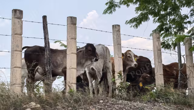 La falta de médicos veterinarios autorizados impide la movilización de ganado en Ciudad del Carmen.