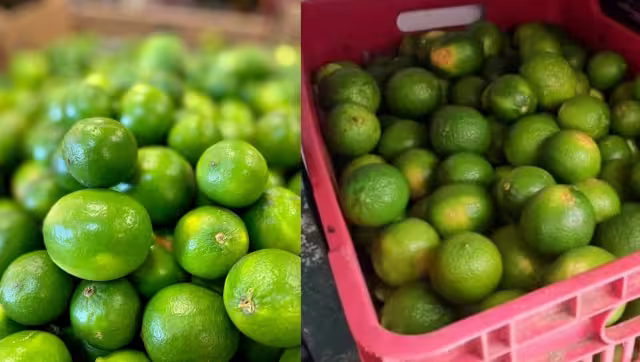 En tiempo de Cuaresma se podía encontrar hasta en 40 pesos un kilogramo de limón.