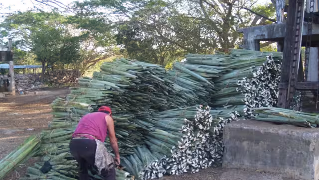 Aseguró que han existido casos en donde sus colegas no ven las ganancias hasta luego de cuatro meses