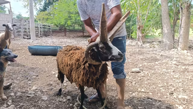 Este tipo de carneros son conocidos como "Oveja Picazo" o "Borrego de Jacob"