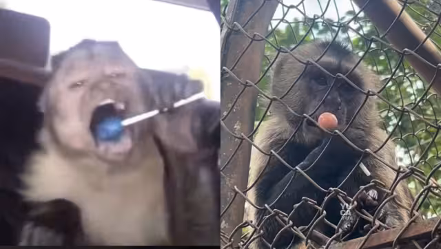 Hasta el momento se desconoce quién entregó la paleta al mono