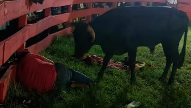 Ingresó al ruedo habilitado para de la Fiesta Tradicional.