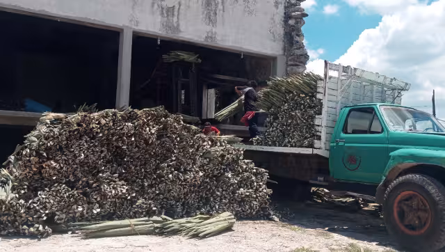 La llegada de las fibras de Brasil y África hicieron que la producción se desplome dejando pérdidas millonarias