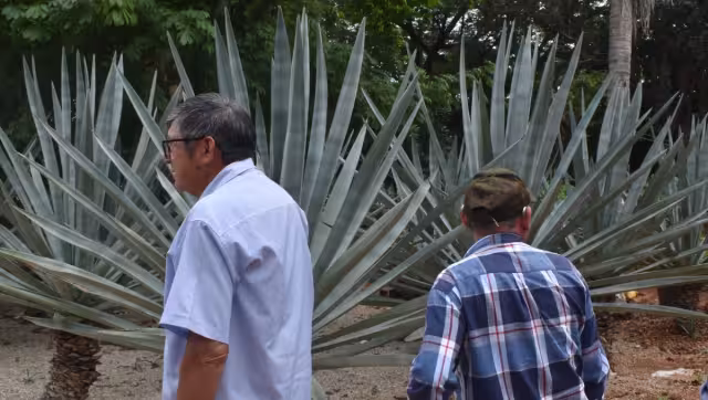 Crece la actividad primaria en Yucatán